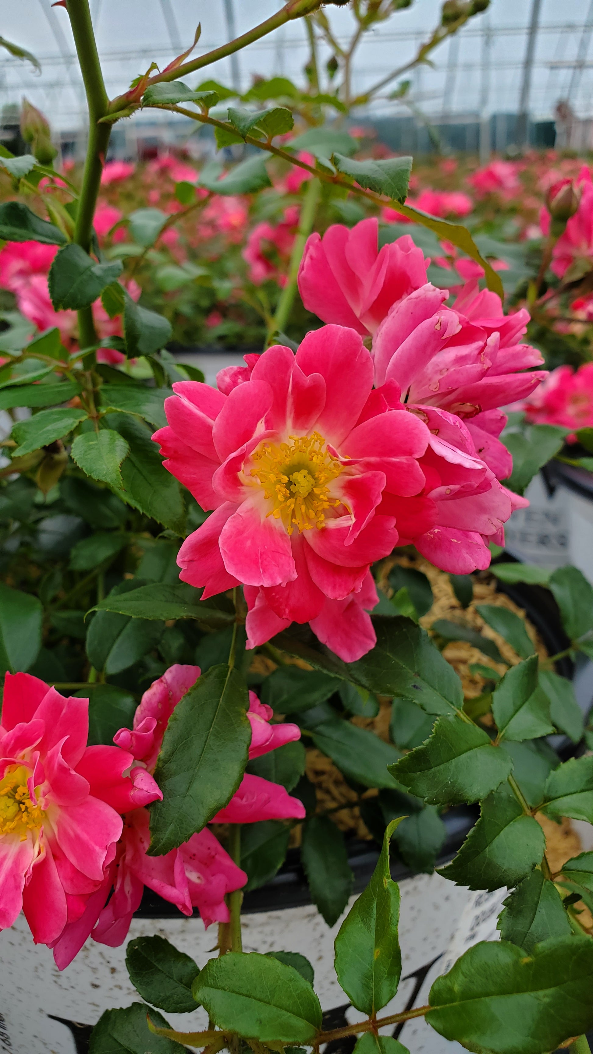Double Pink Landscape Rose full of blooms
