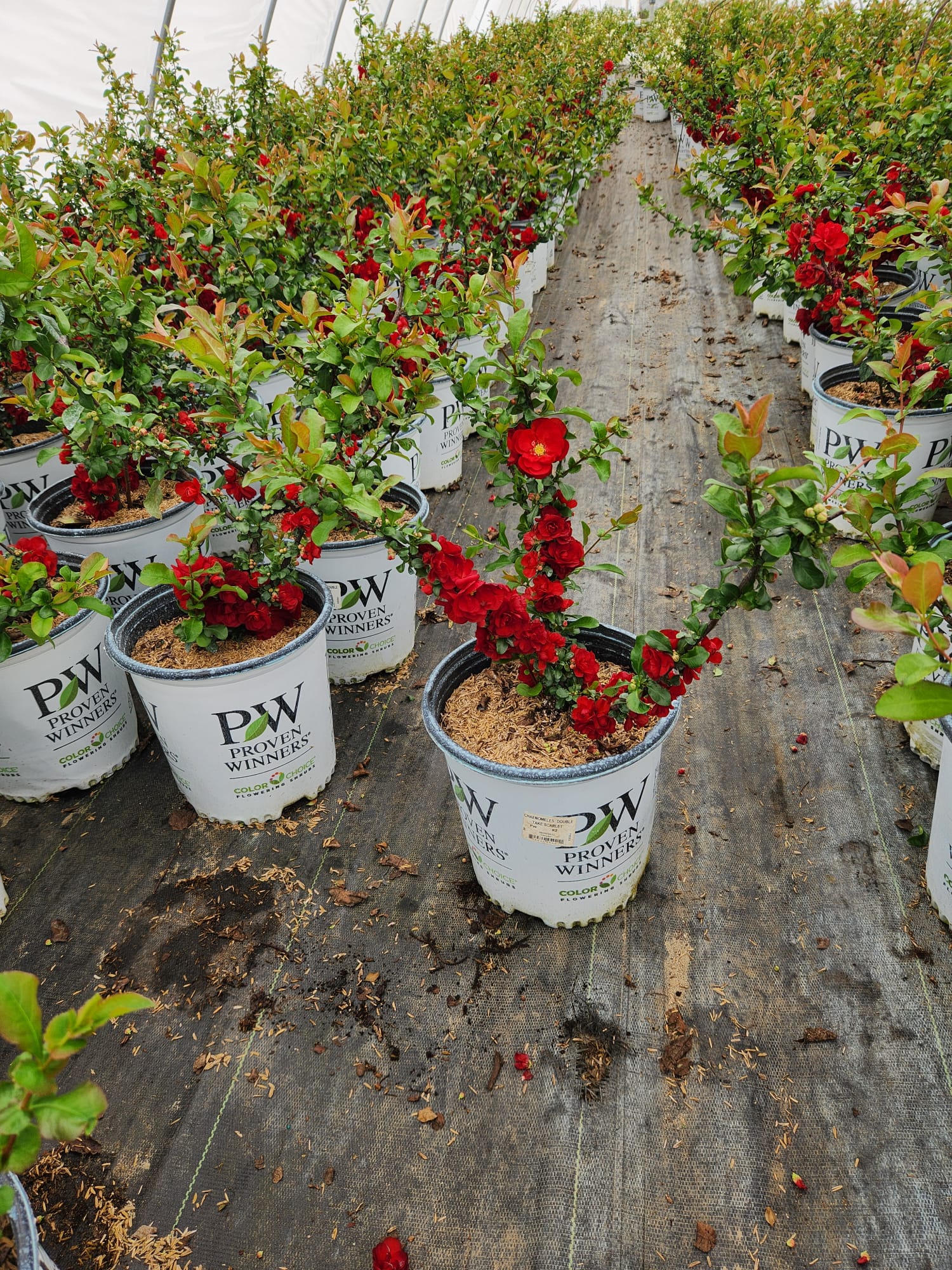 Double Take Scarlet™ Quince blooming in nursery