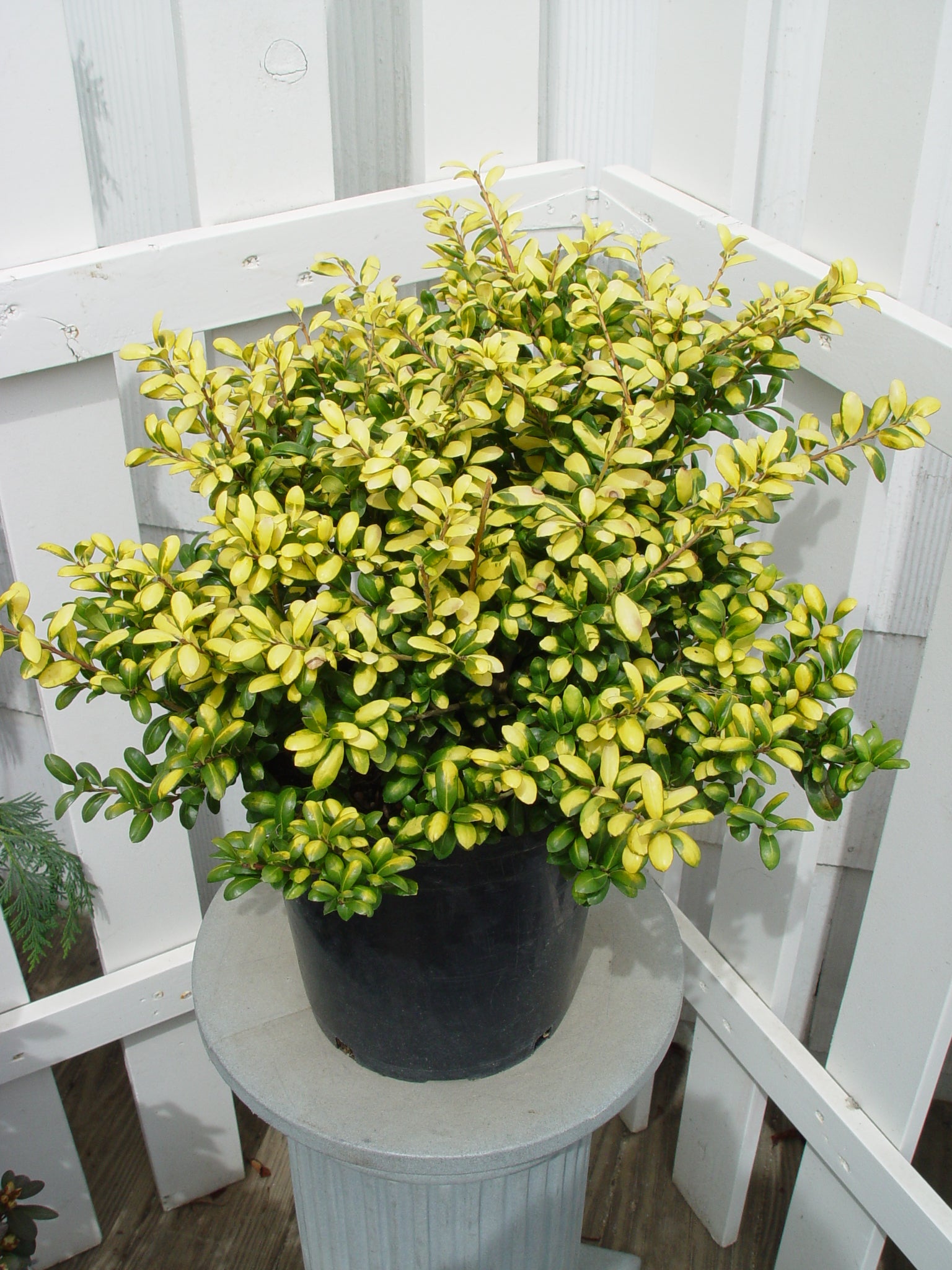 Drops of Gold Japanese Holly in outdoor settings