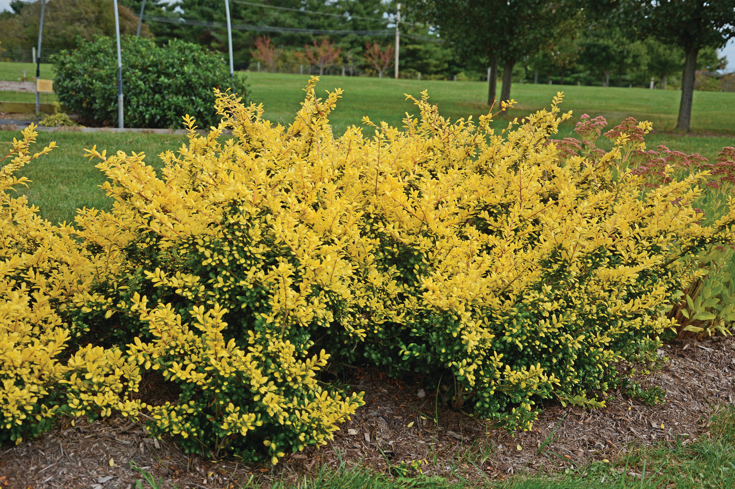 Drops of Gold Japanese Holly yellow foliage