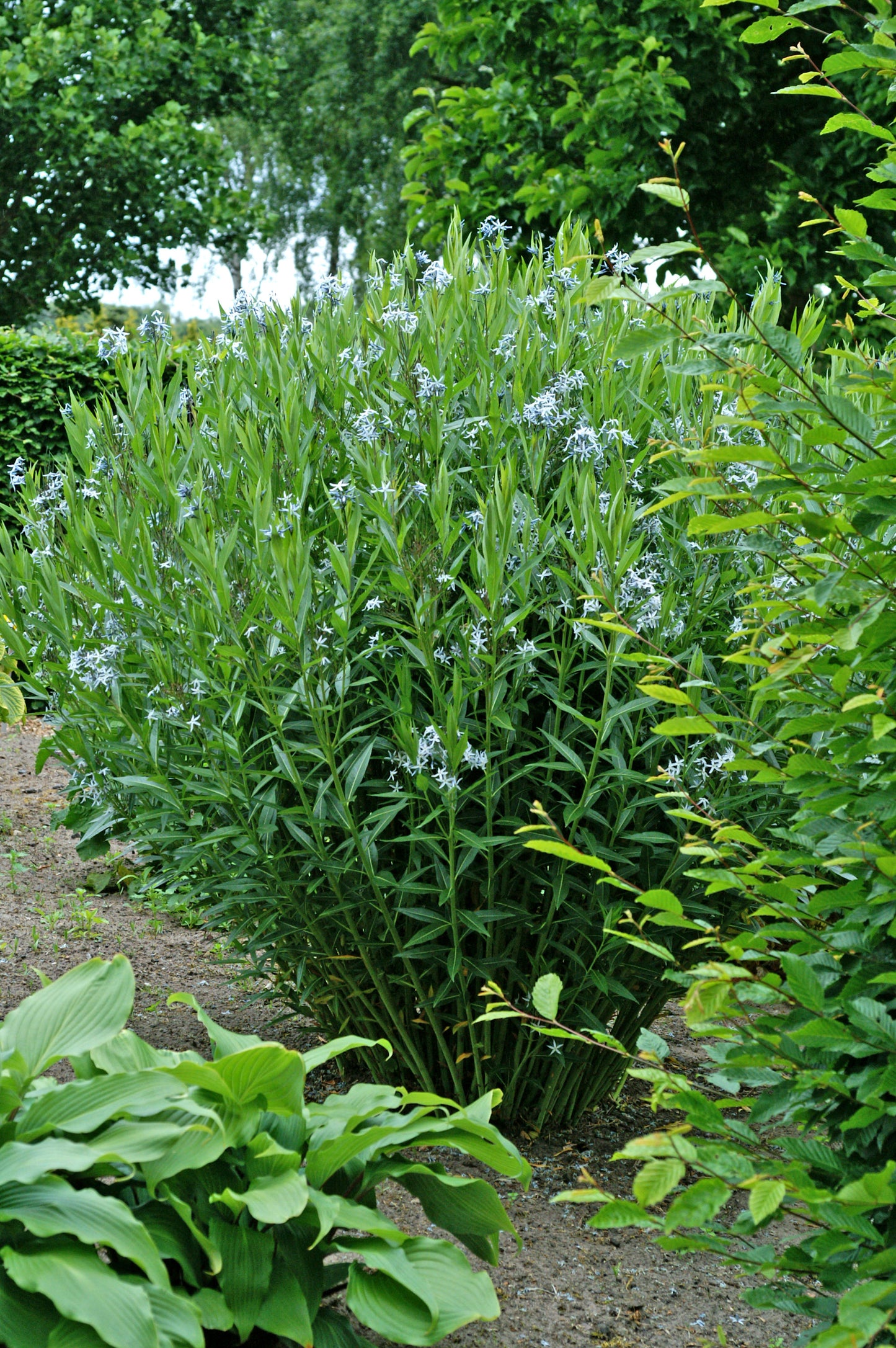 Eastern Bluestar in the garden