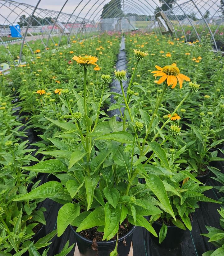 Echinacea Artisan™ Yellow Ombre