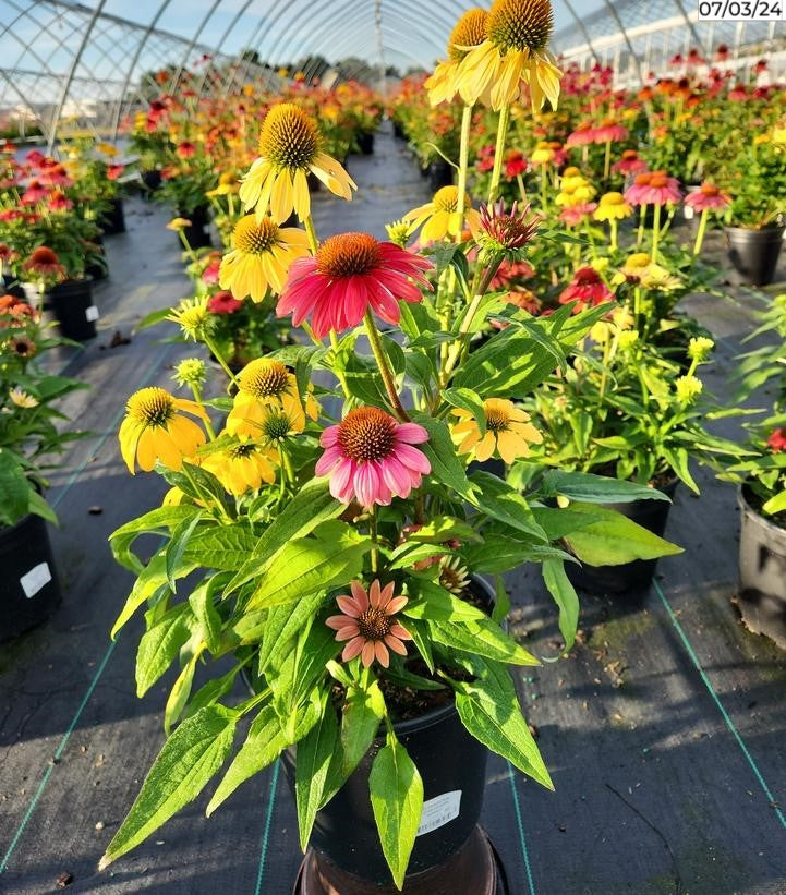 Echinacea Cheyenne Spirit Coneflower plant in container