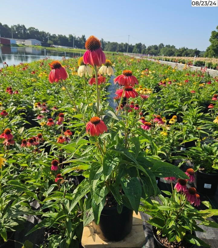Echinacea Cheyenne Spirit in garden setting