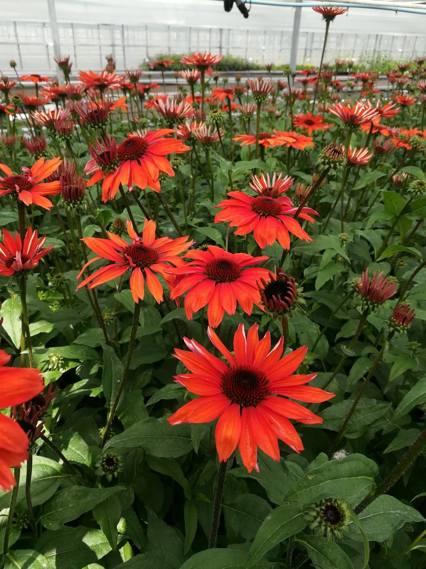 Panama™ Red Coneflower