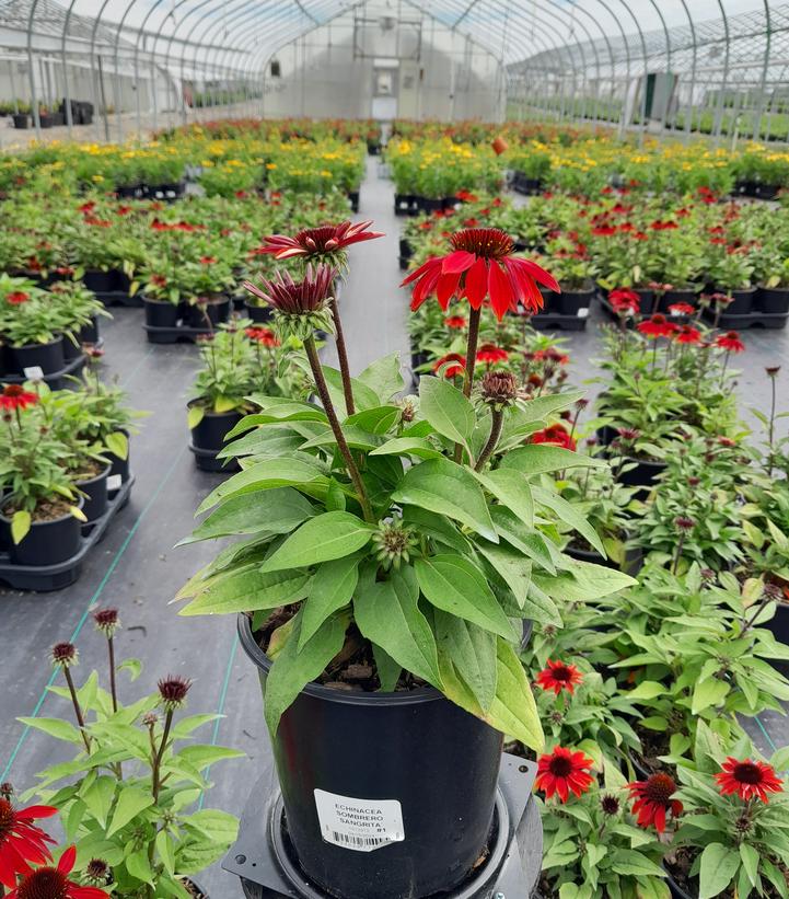 Echinacea Sombrero® Sangrita