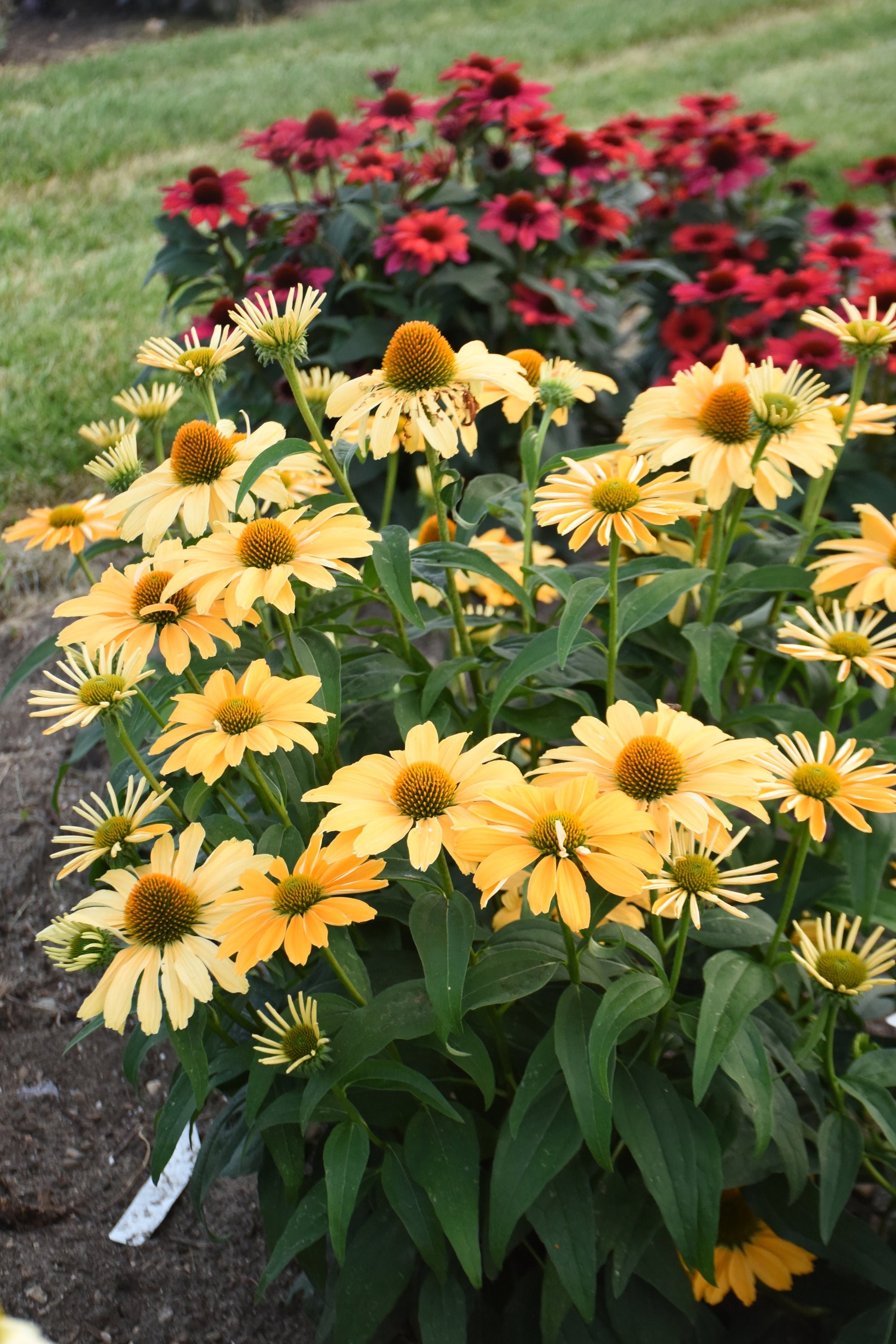 Echinacea hybrid Color Coded® 'One in a Melon'