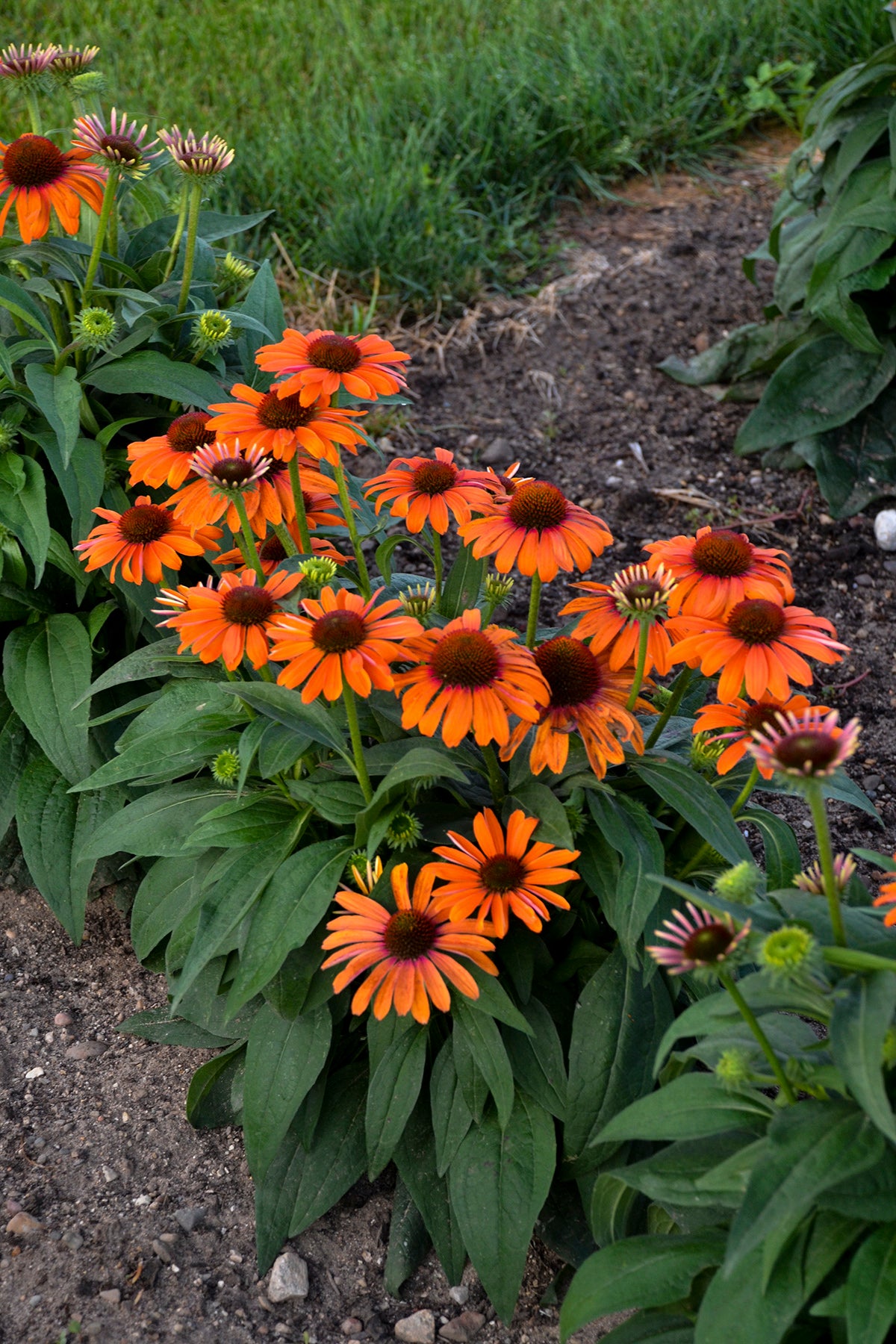 Echinacea hybrid Color Coded™ 'Orange You Awesome'