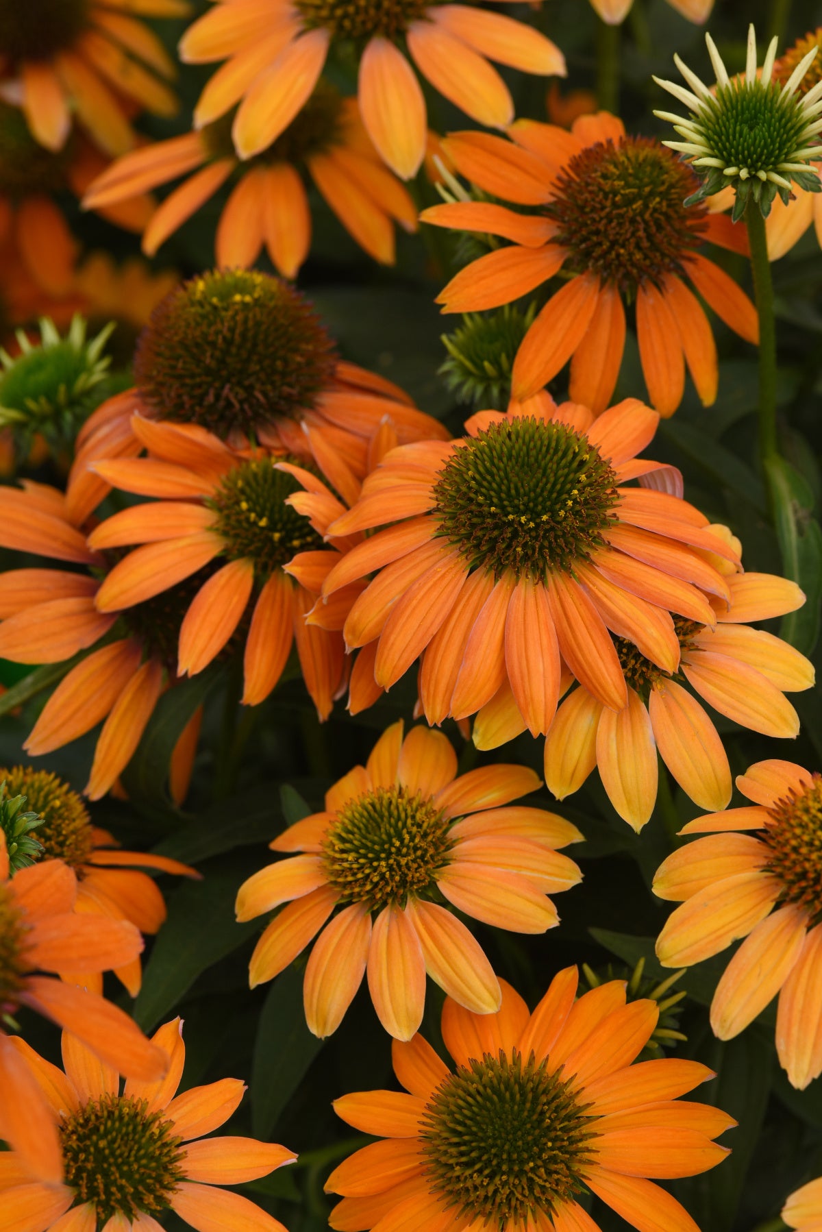 Echinacea x hybrida Artisan™ Soft Orange