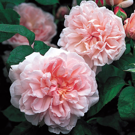 Eglantyne Englush Shrub Rose