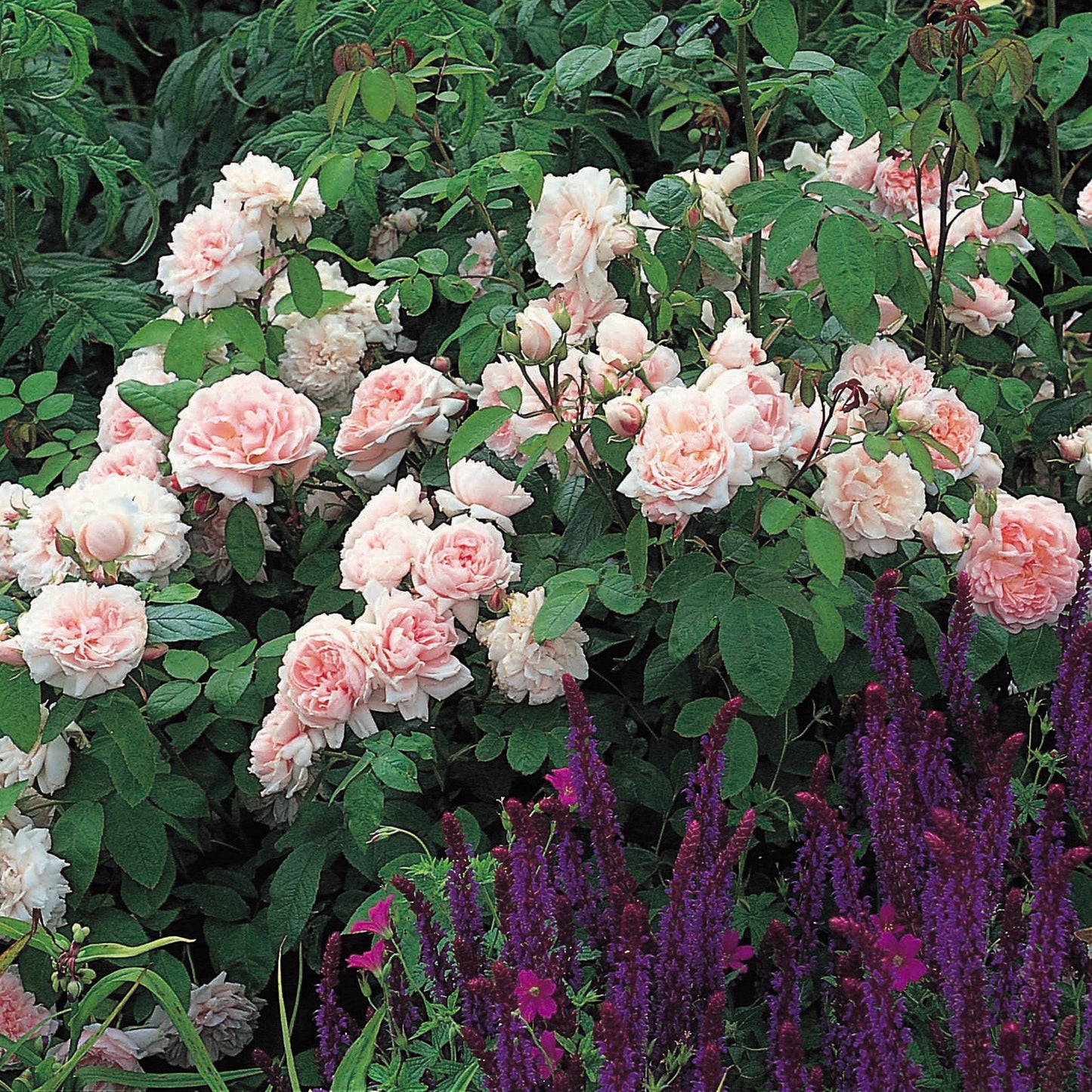 Eglantyne Englush Shrub Rose