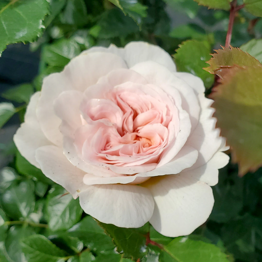 Emily Bronte English Shrub Rose flower close up