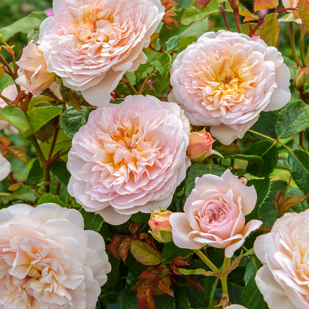 Emily Bronte English Shrub Rose flowering