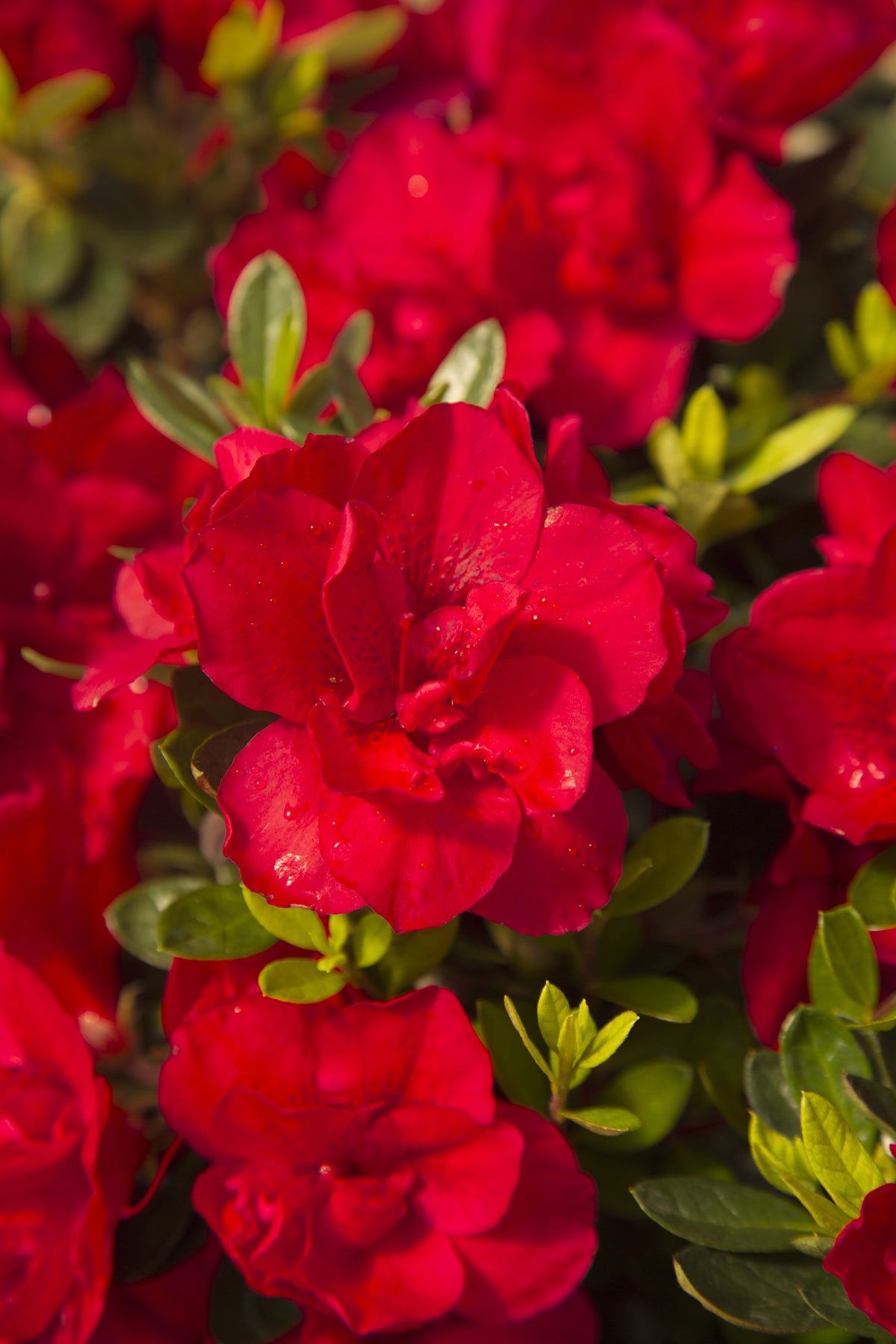 Encore® Autumn Bonfire® Reblooming Azalea flower close up