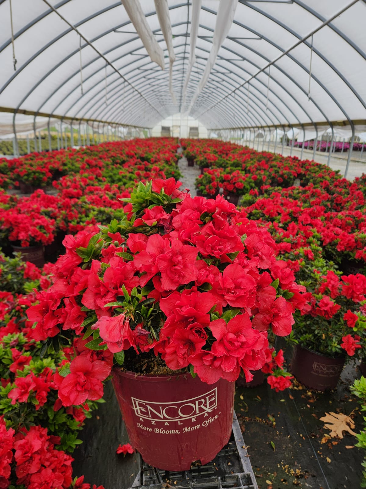 Encore® Autumn Fire® Reblooming Azalea covered in bloom