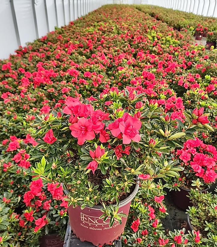 Encore® Autumn Fire® Reblooming Azalea in nursery