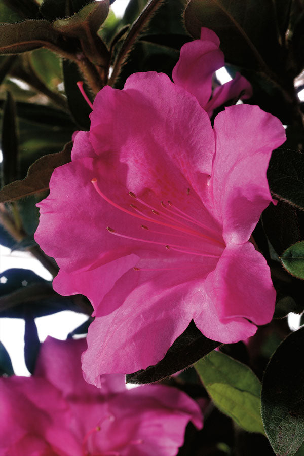 Encore® Autumn Royalty® Reblooming Azalea flower focus