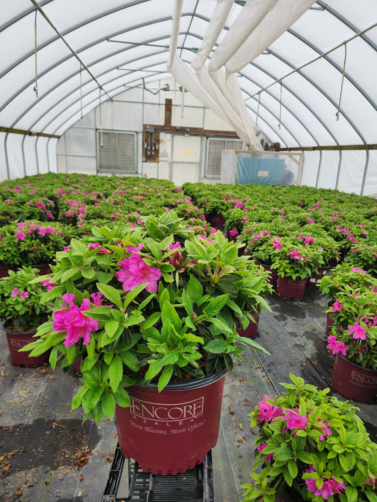 Encore® Autumn Royalty® Reblooming Azalea in nursery