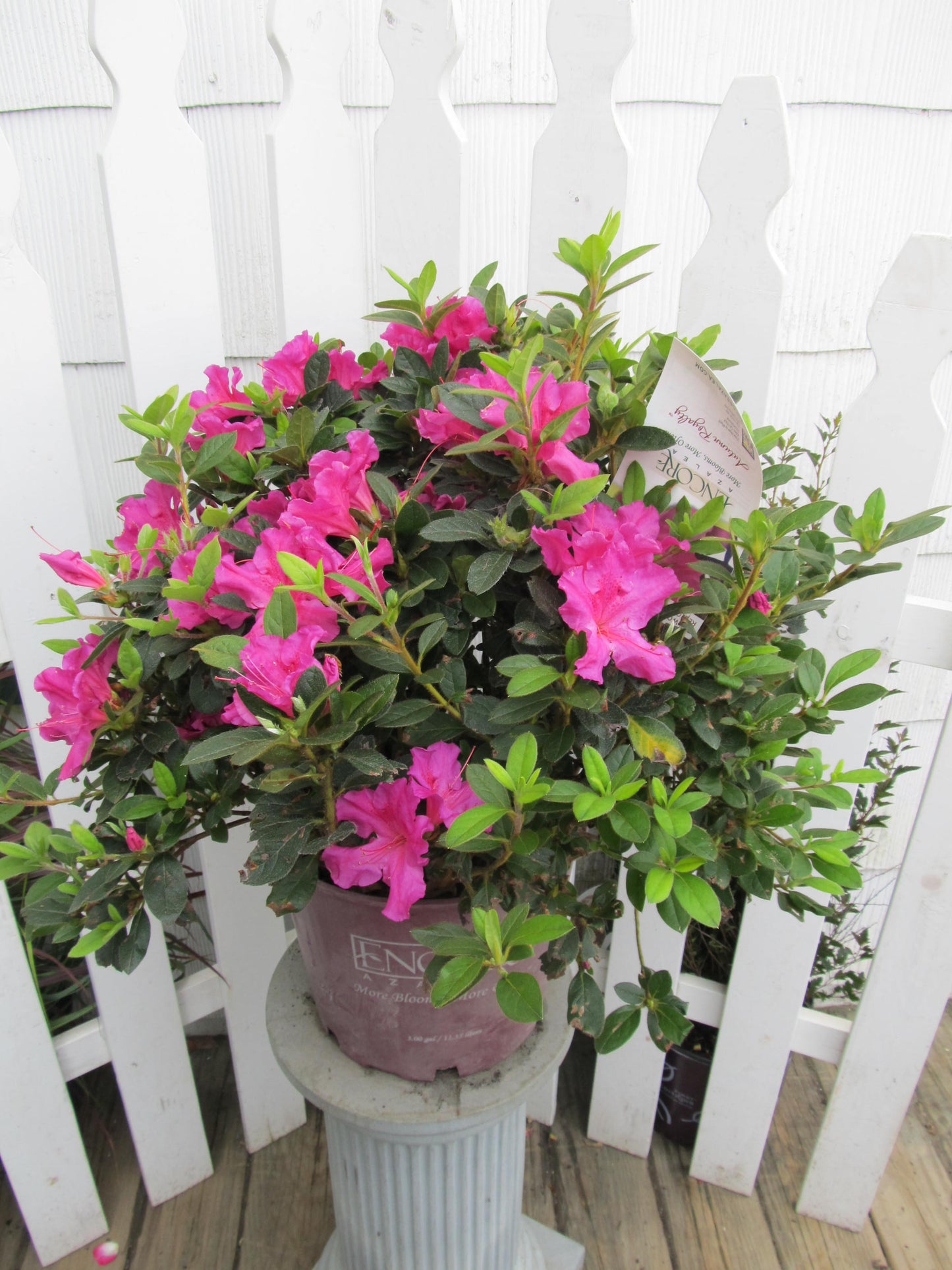 Encore® Autumn Royalty® Reblooming Azalea in outdoor setting