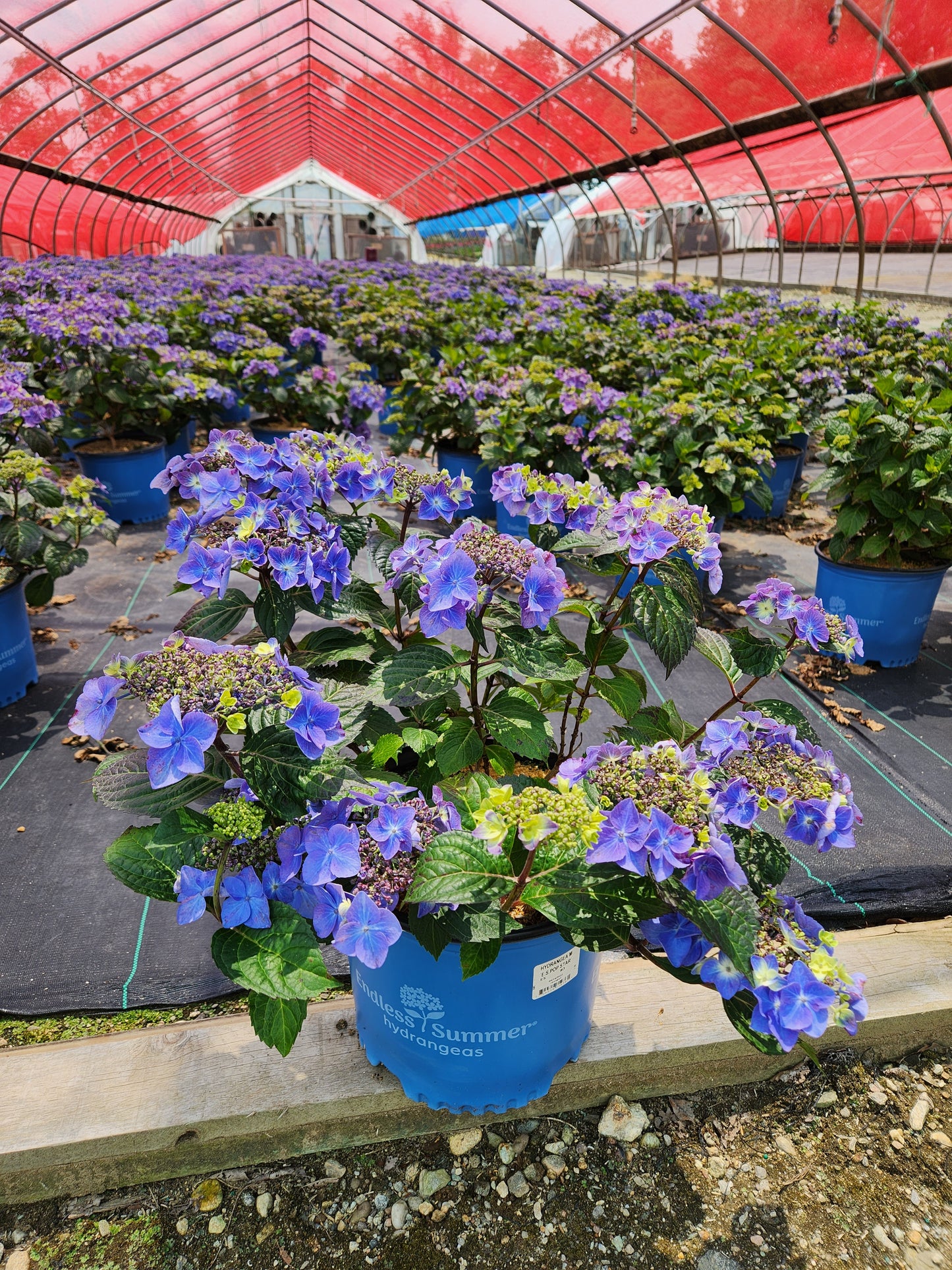 Endless Summer Pop Star hydrangea showing dark green foliage and flowers
