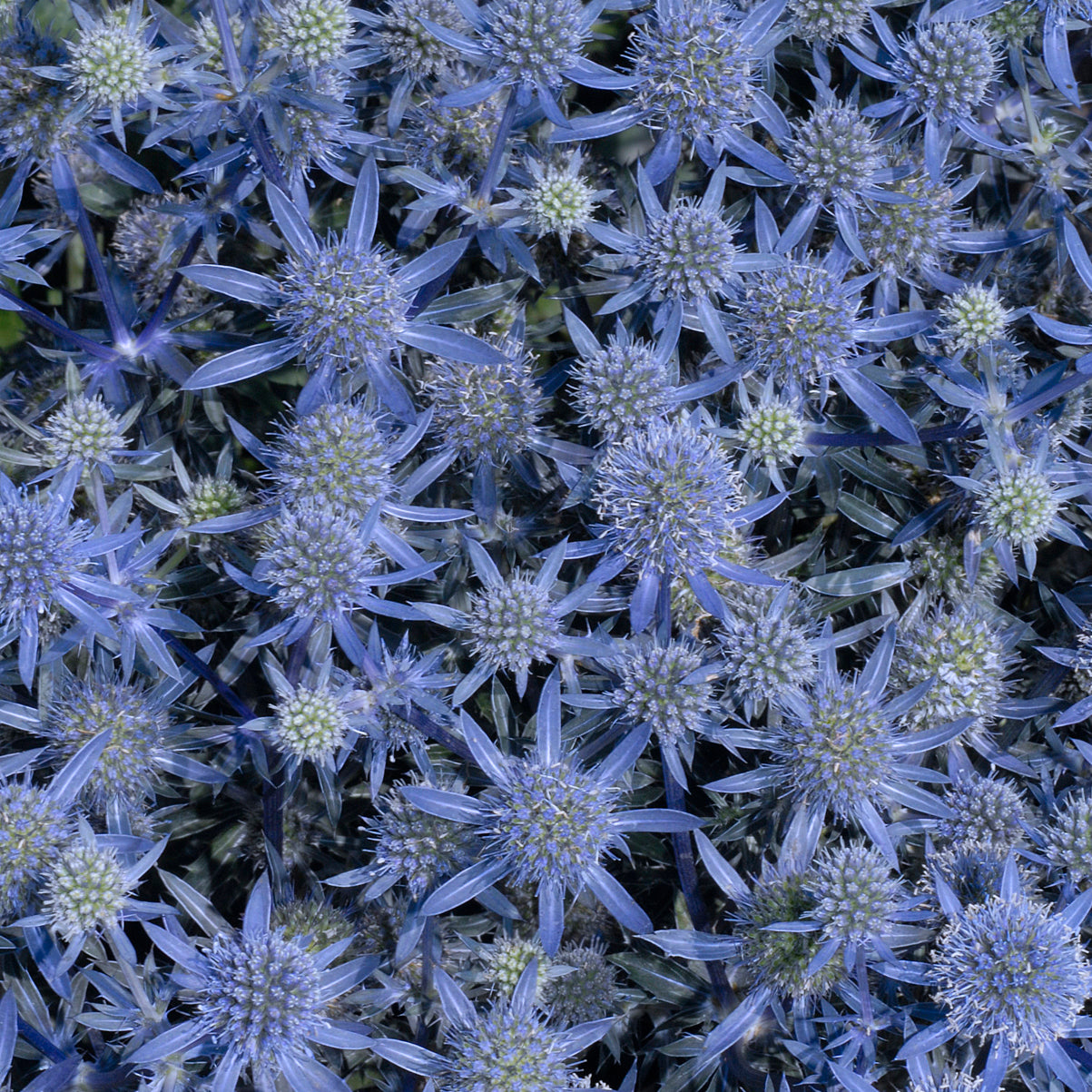 Blue Glitter Sea Holly