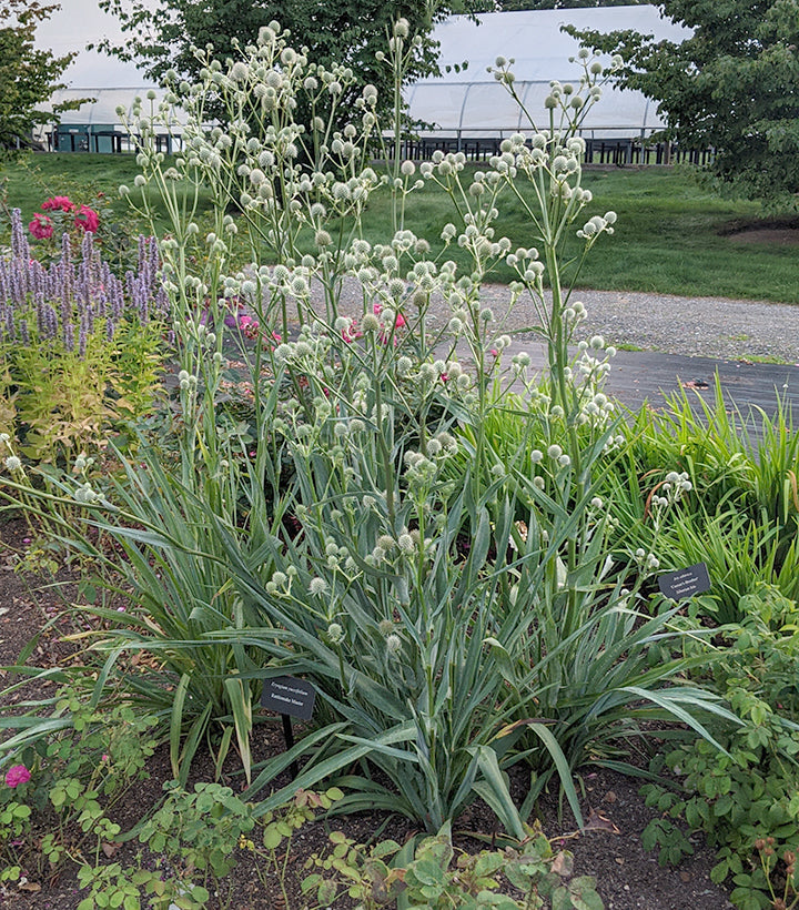 Eryngium yuccifolium