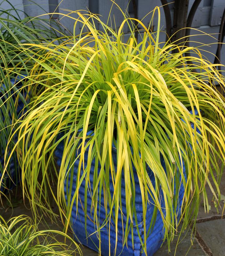 EverColor® Everillo Japanese Sedge in blue planter