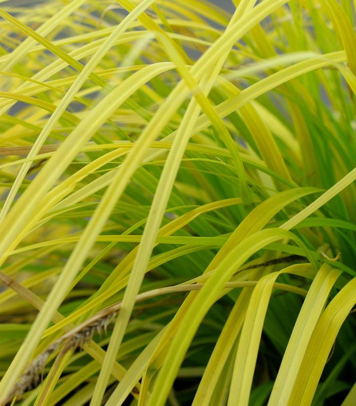 EverColor® Everillo Japanese Sedge yellow foliage