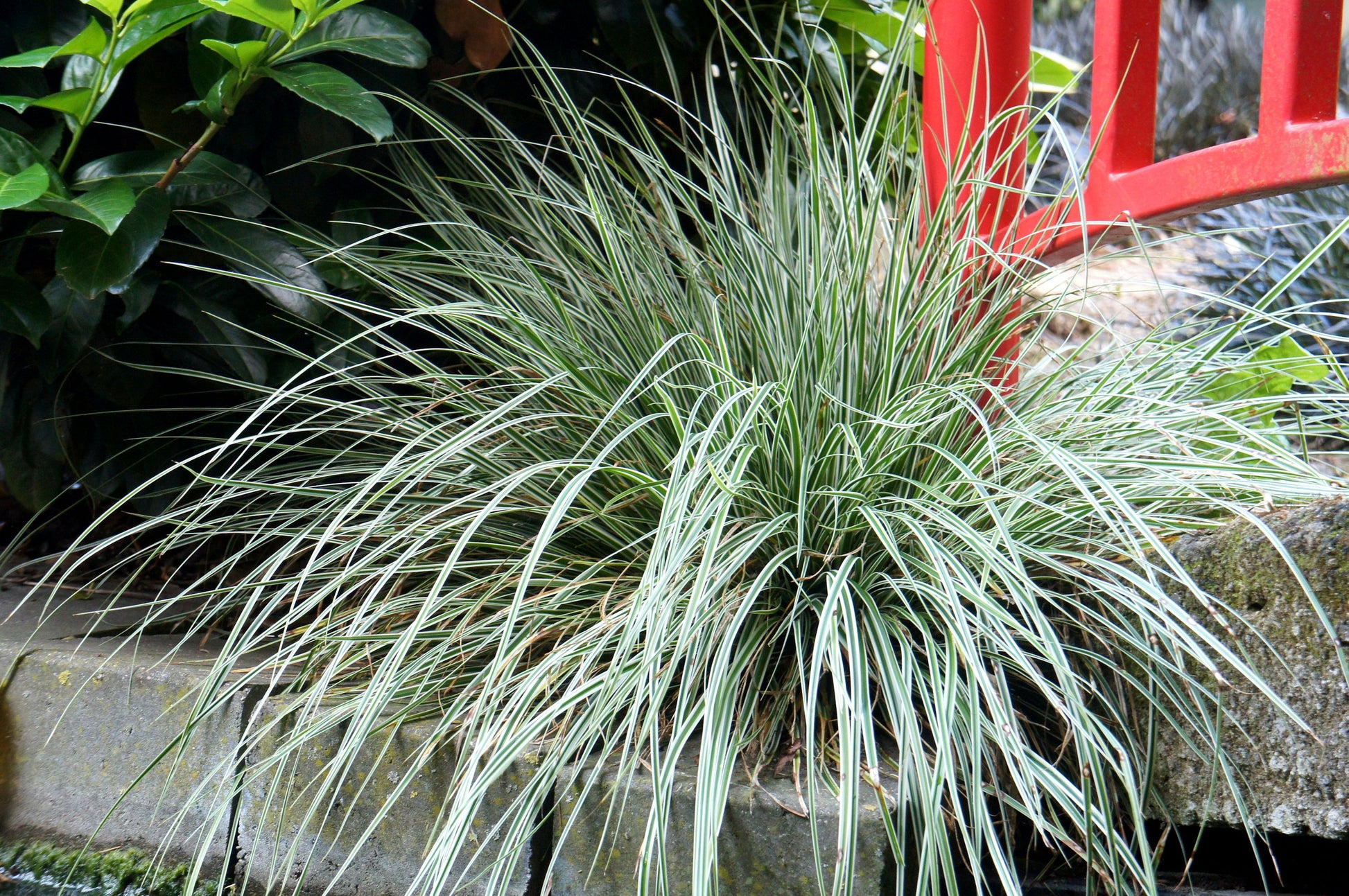 Everest Japanese Sedge in the garden