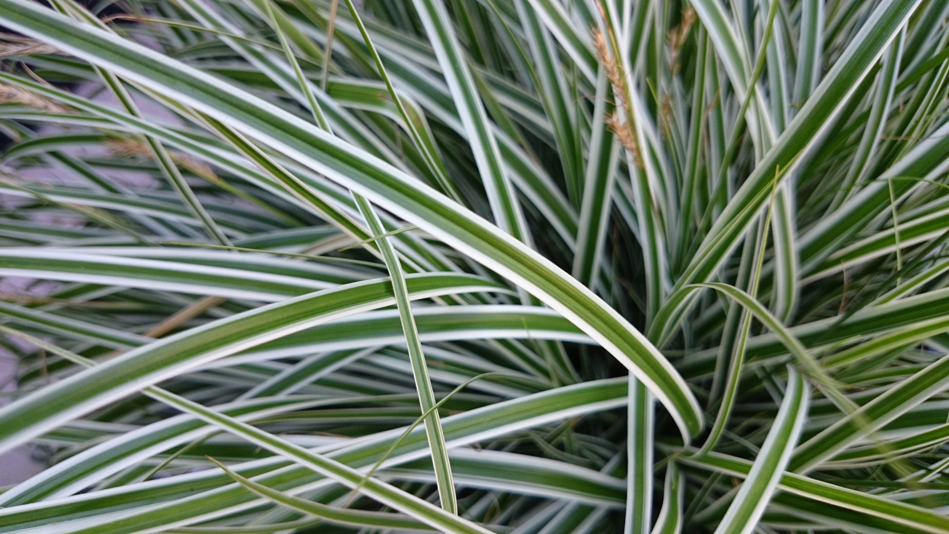 Everest Japanese Sedge variegated foliage