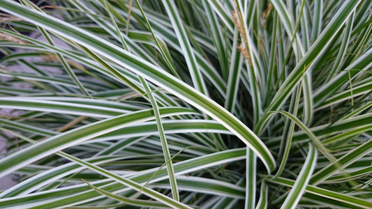Everest Japanese Sedge variegated foliage