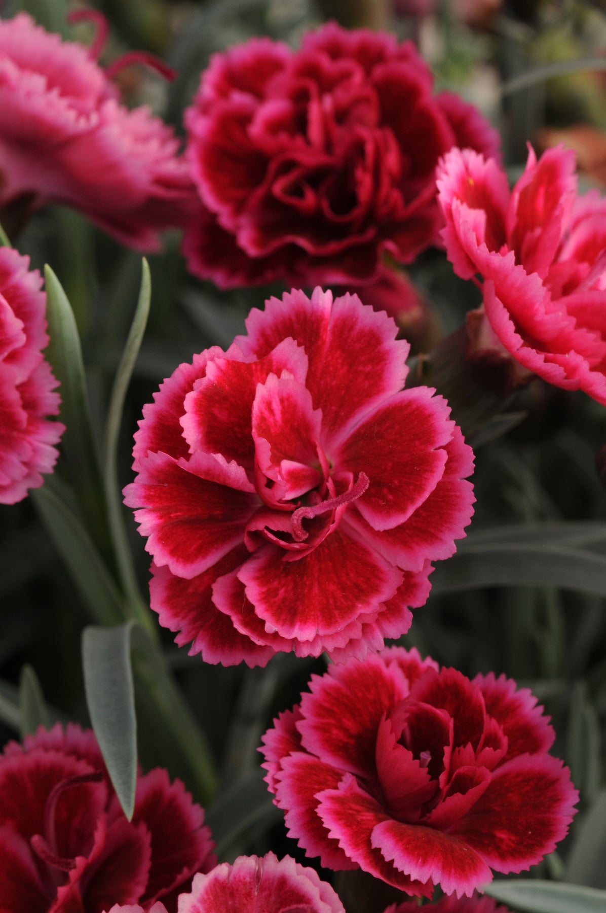Everlast™ Burgundy Blush Pinks flower focus