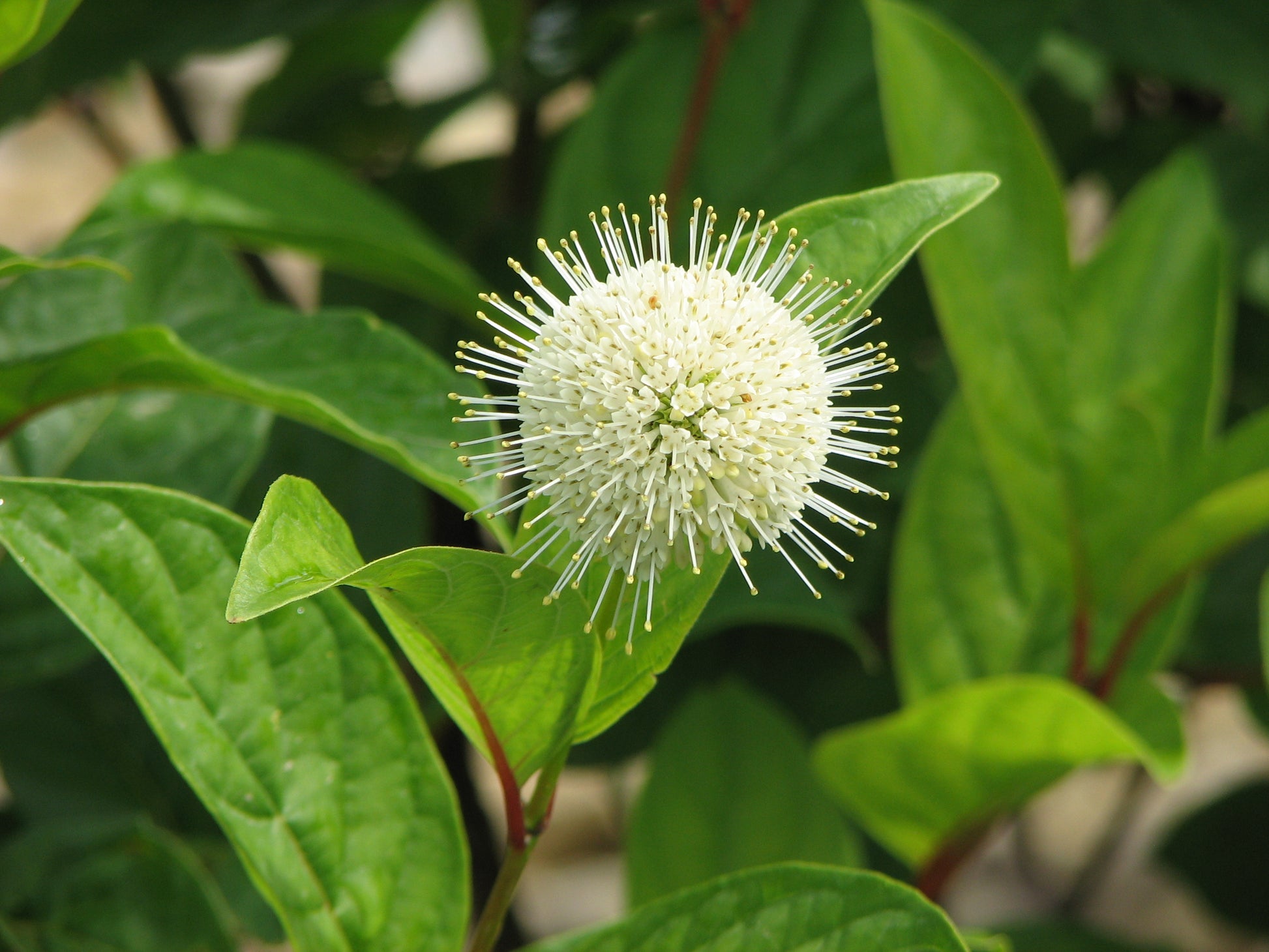 Fiber Optics® Buttonbush flower close up