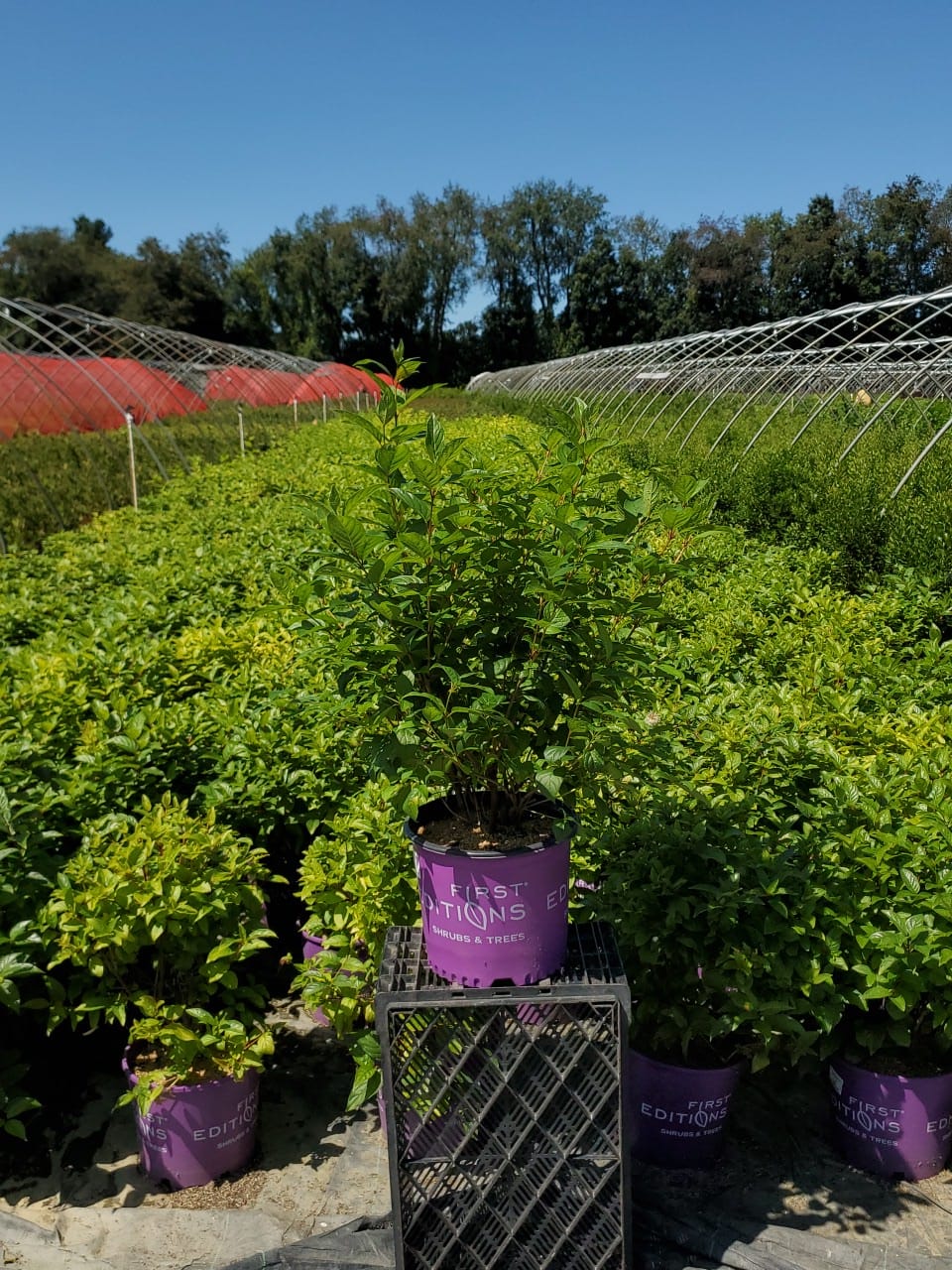 Fiber Optics® Buttonbush in nursery