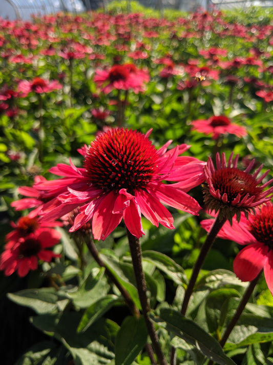 Field of pink Echinacea ( Coneflower ) plants with green foliage.