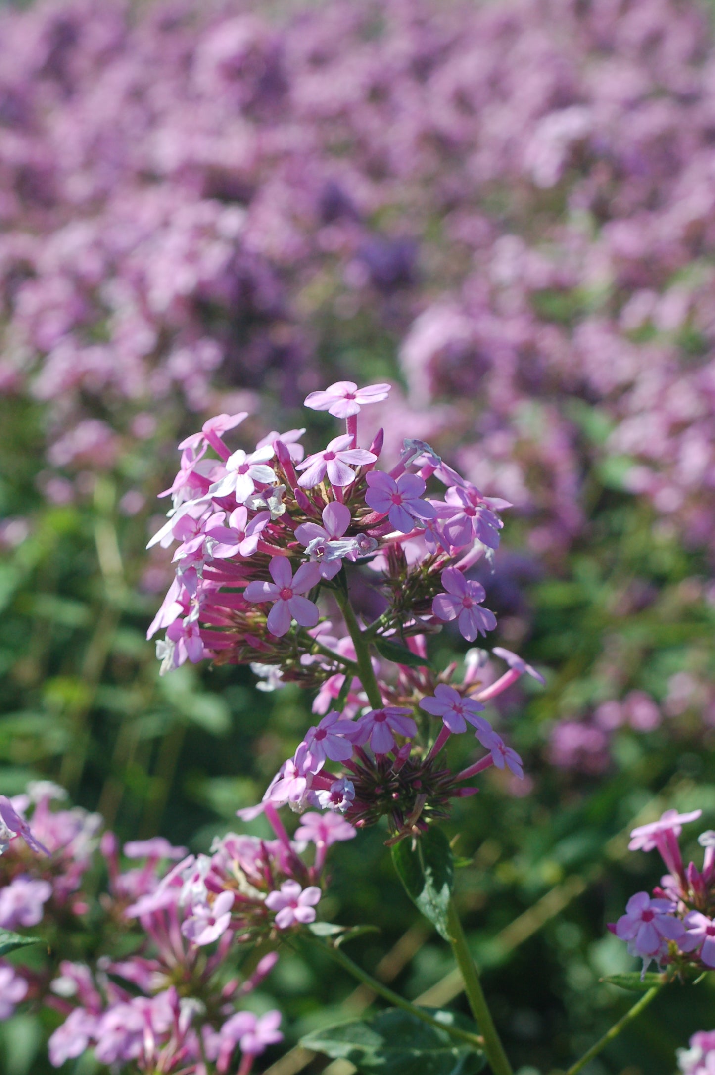 Field of pink phlox flowers with a focus on their lavender-pink clustered blooms.