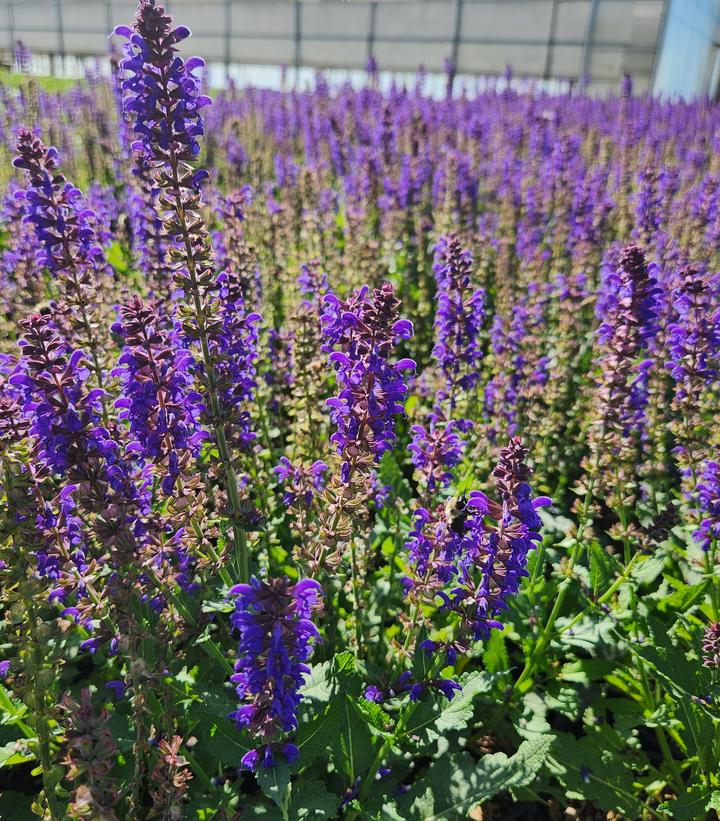 Field of purple Salvia nemorosa 'Sallyrosa April Night' flowers, with green foliage, under a clear sky.