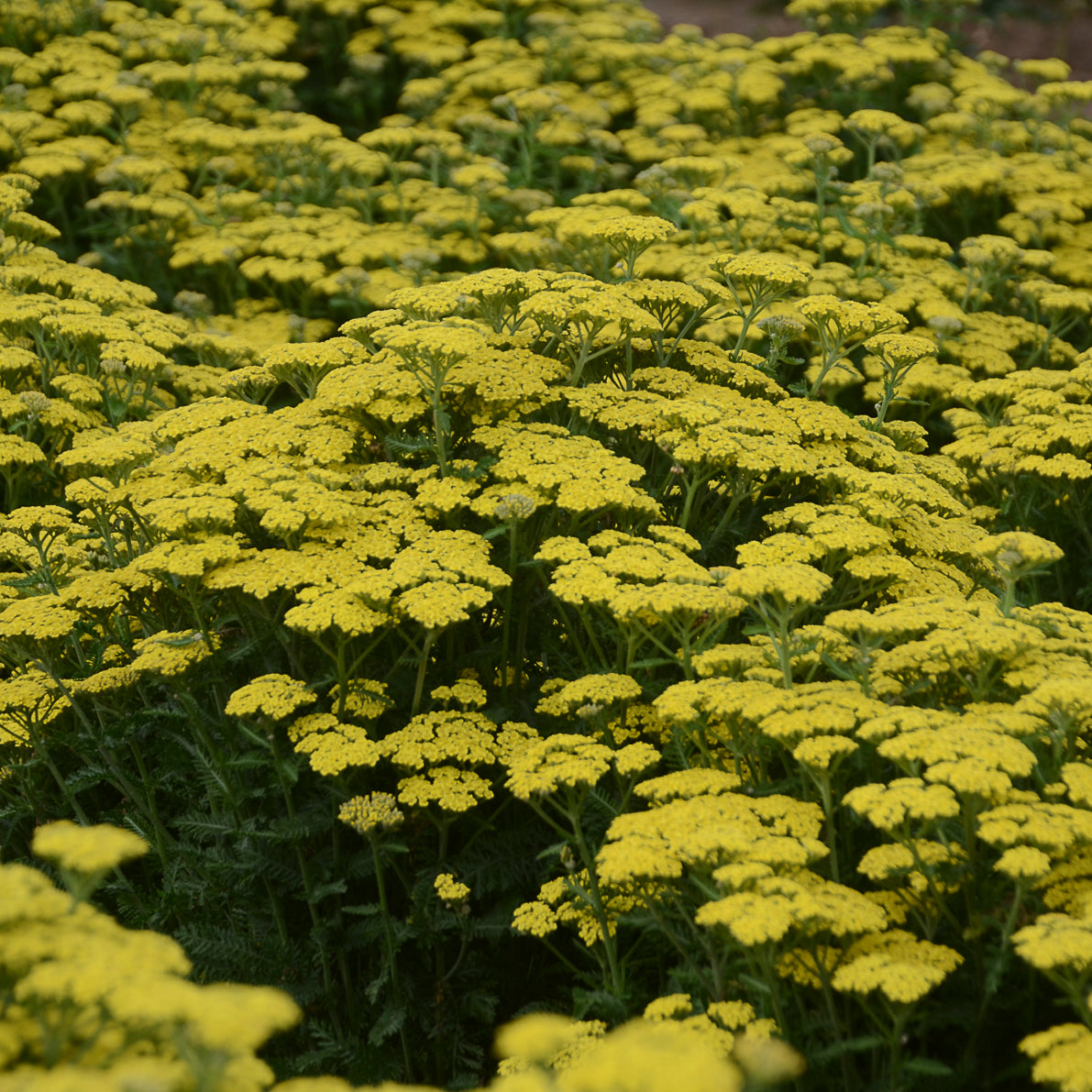 Field of yellow flowers with green leaves