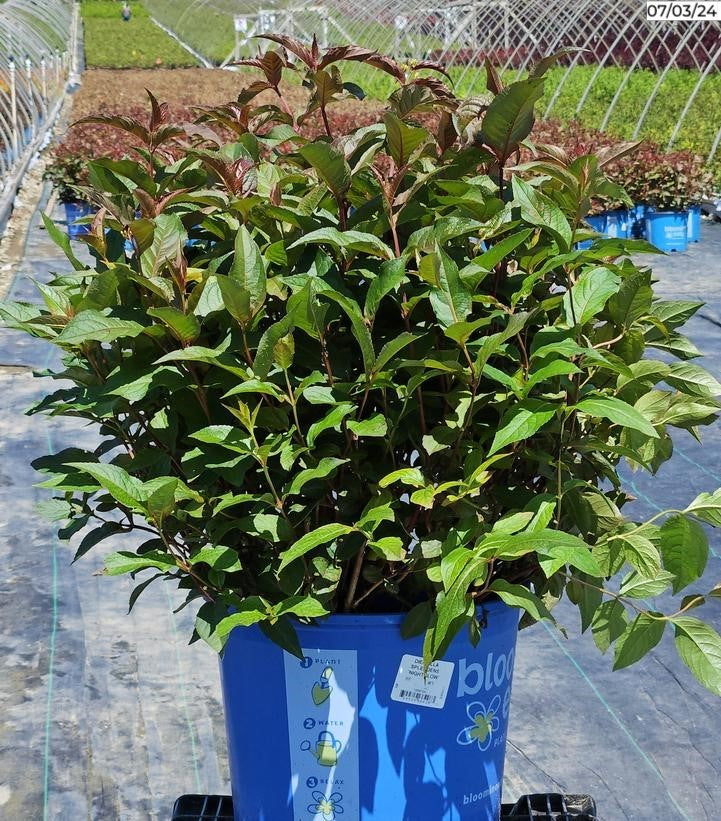 Firefly Nightglow bush honeysuckle shrub in a nursery container ready for planting