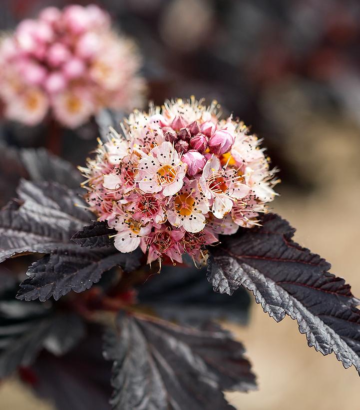 Fireside® Ninebark flower close up
