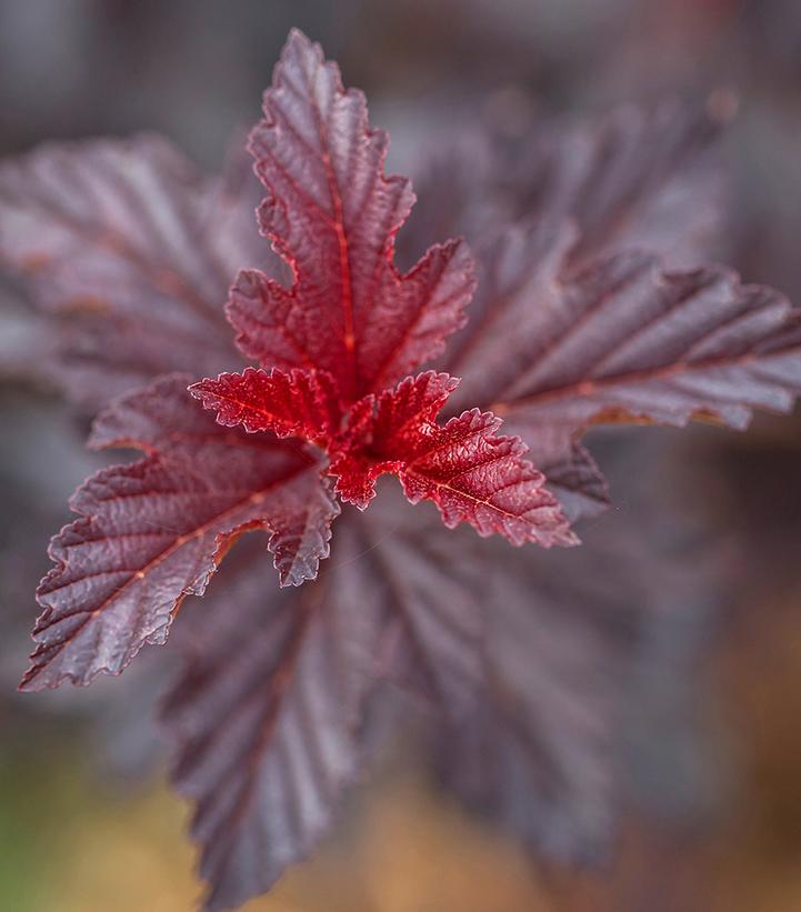Fireside® Ninebark foliage close up