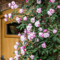Floral bush with pink flowers in front of a wooden door