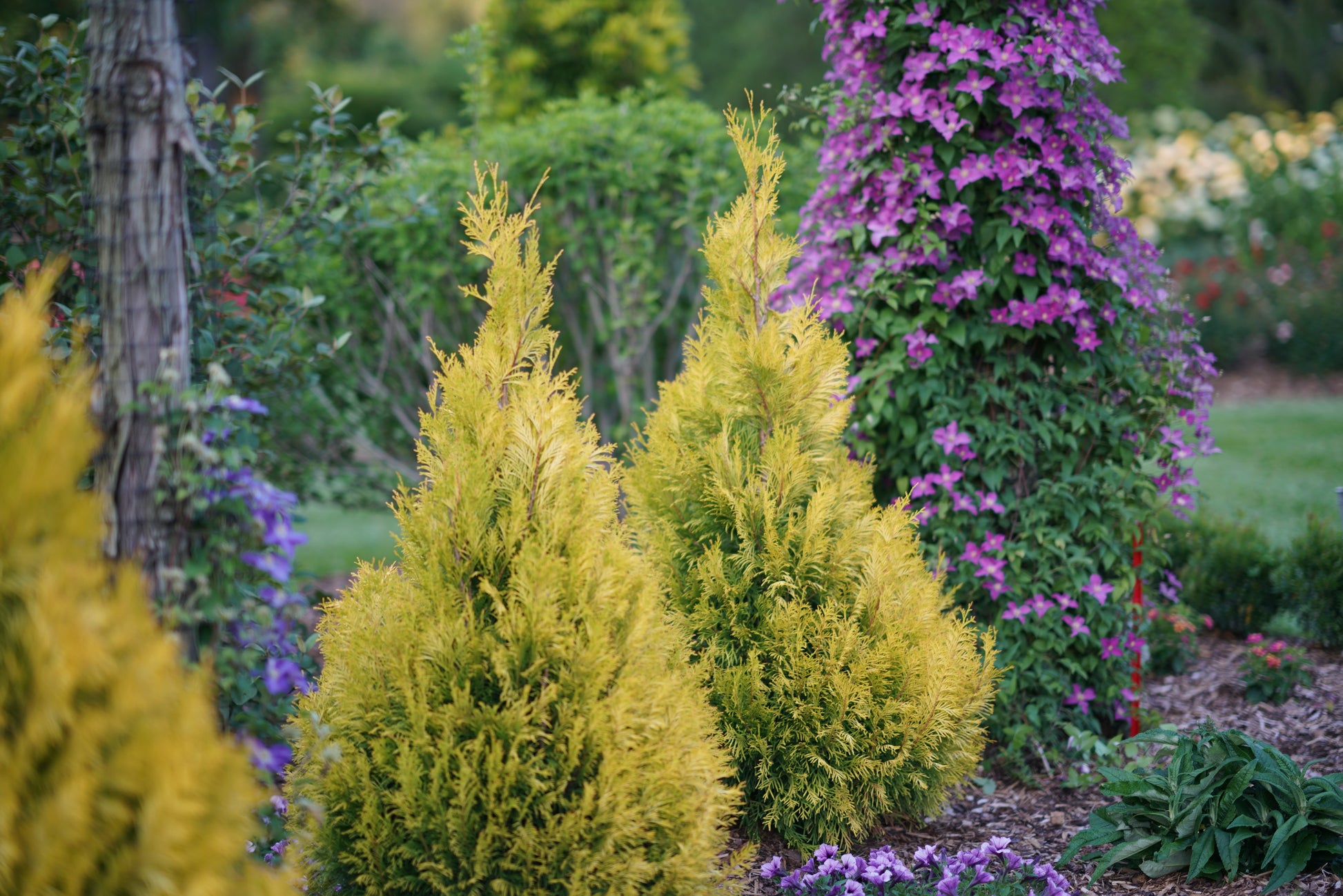 Fluffy® Western Arborvitae yellow foliage