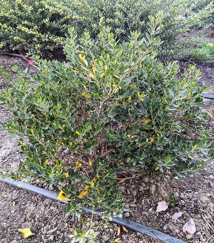 Forever Emerald™ Inkberry in the garden