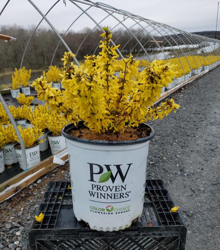 Forsythia Show Off Sugar Baby shrub with clusters of bright yellow early‑spring flowers and a compact green leafy body