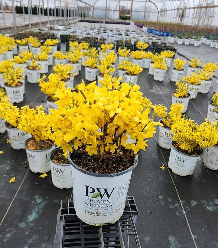 Forsythia Show Off shrub growing in a garden bed with green foliage and yellow flowers