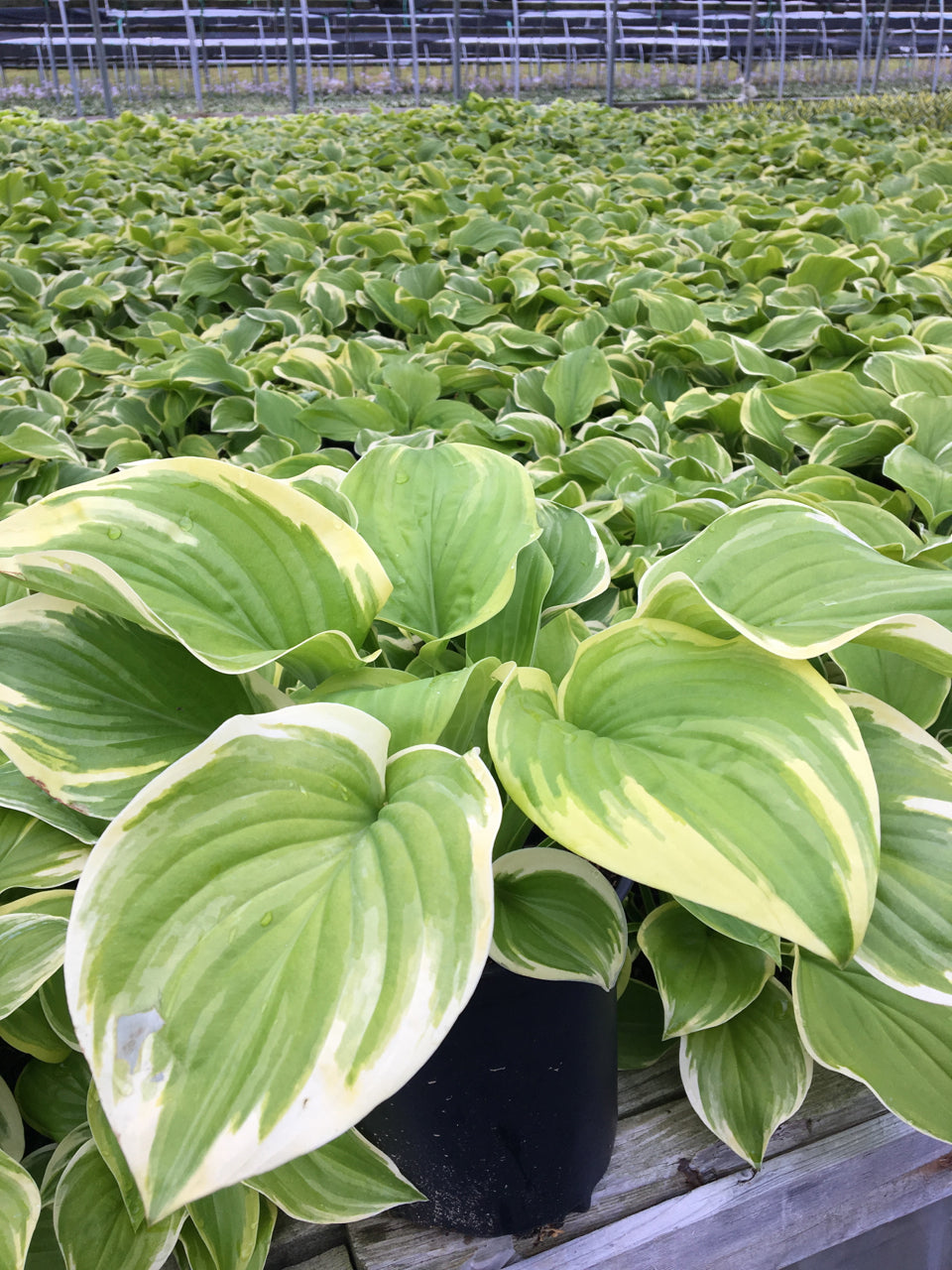 Fragrant Bouquet Hosta in landscape