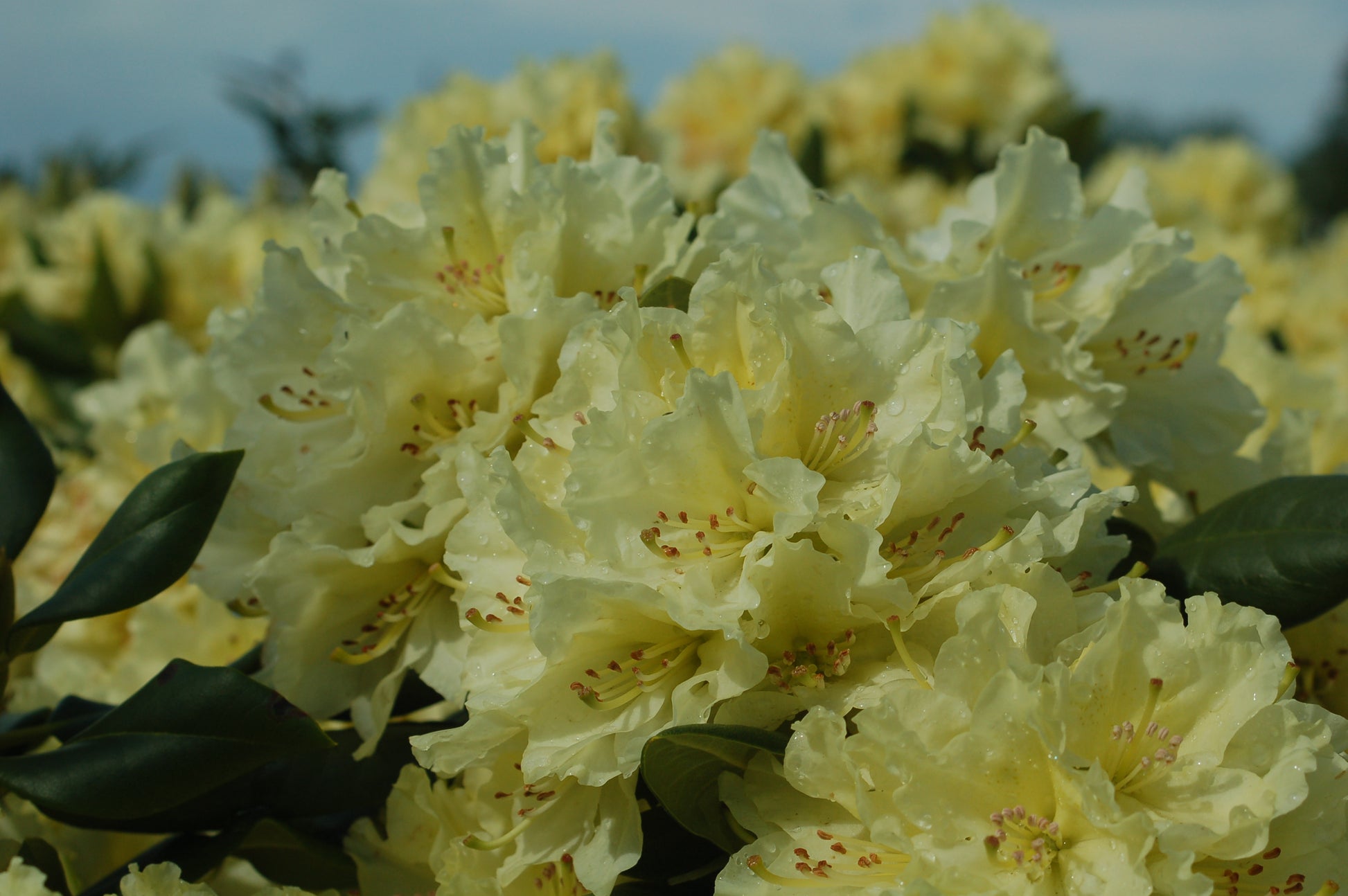 Front view of Capistrano Rhododendron shrub with blooms
