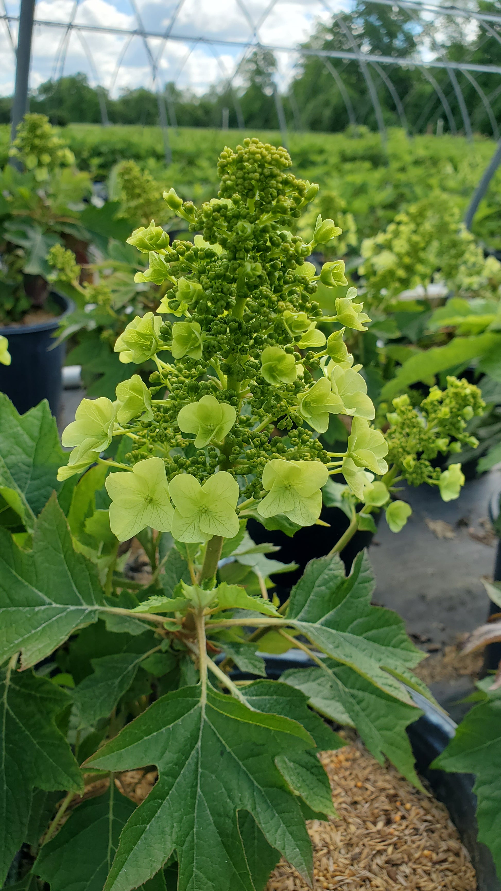 Front view of Munchkin Oakleaf Hydrangea shrub in a nursery container with green foliage and white flower clusters