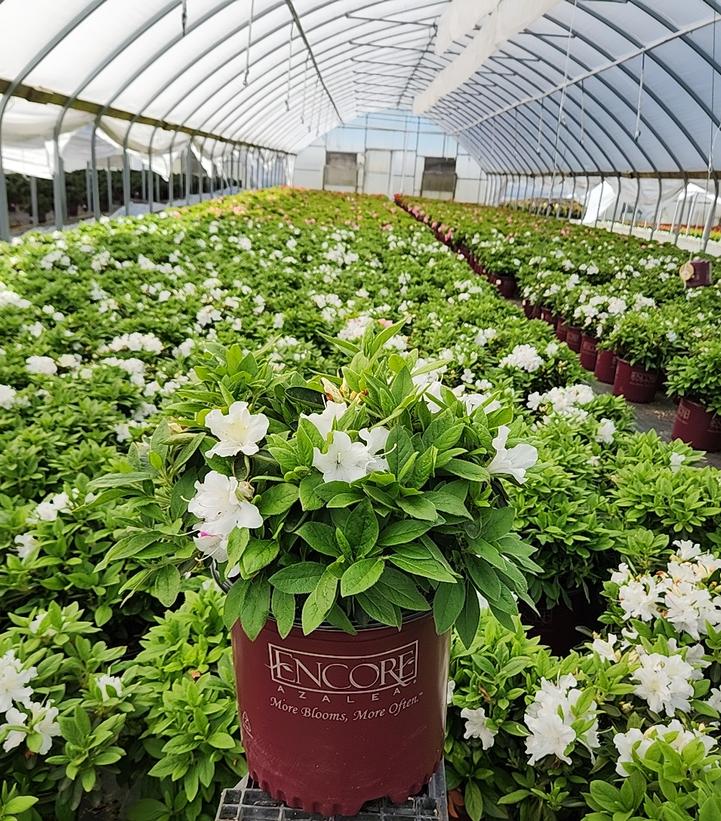 Front view of evergreen azalea foliage and blooms